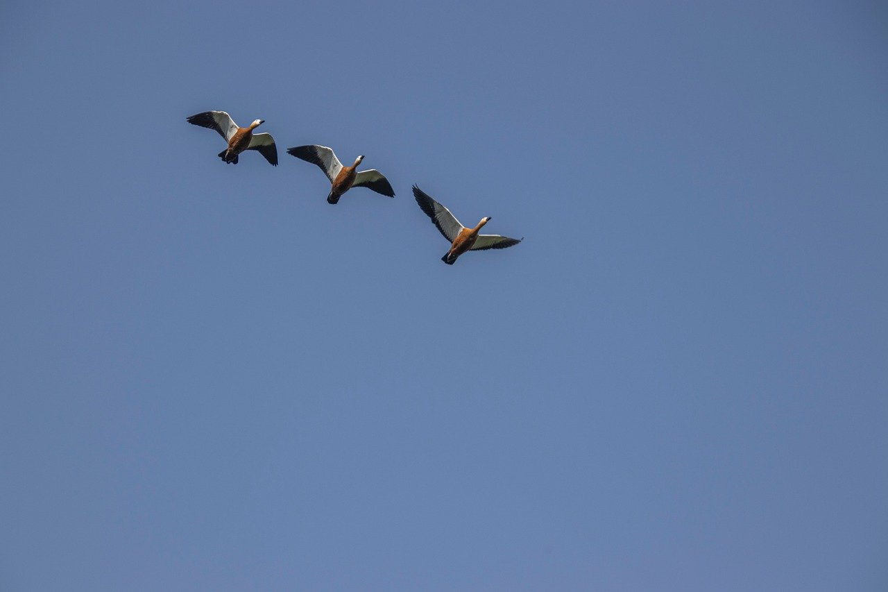 The 15-Step Site Migration Checklist for SEO: A Guide to Protecting Traffic 4 site migration checklist seo