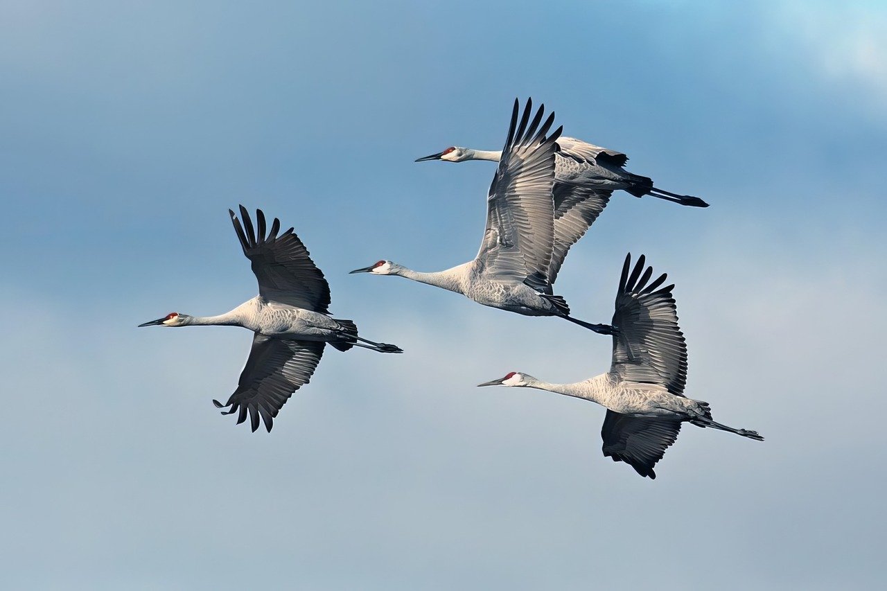 wordpress site migration service