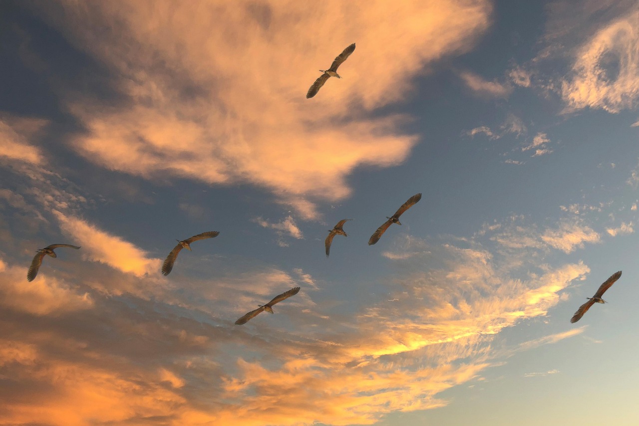 wp engine migration plugin